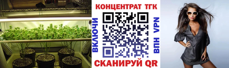 Купить  Облучье  ТГК концентрат 